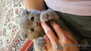 Additional photos: Scottish fold kitten