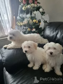 Additional photos: Bichon maltez for sale