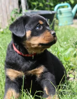 Photo №2 to announcement № 51863 for the sale of rottweiler - buy in Belarus from nursery