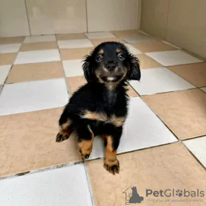 Photo №1. dachshund - for sale in the city of Garmisch-Partenkirchen | negotiated | Announcement № 129190