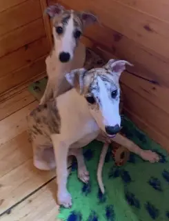 Additional photos: Whippet puppies