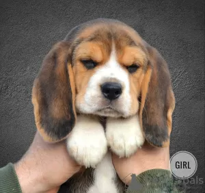 Photo №4. I will sell beagle in the city of Minsk. from nursery - price - 320$