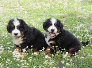 Photo №3. BERNESE MOUNTAIN DOG. Serbia