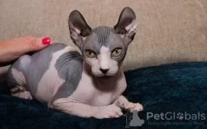 Photo №2 to announcement № 68997 for the sale of sphynx cat - buy in Poland 