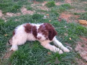 Additional photos: Purebred Lagotto Romagnolo Puppies