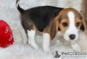 Photo №2 to announcement № 129093 for the sale of beagle - buy in Finland breeder