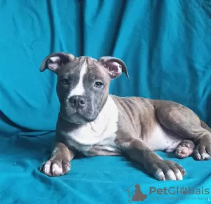 Additional photos: American Staffordshire Terrier puppies