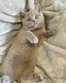 Photo №3. Adorable British Shorthair kittens for sale. Germany