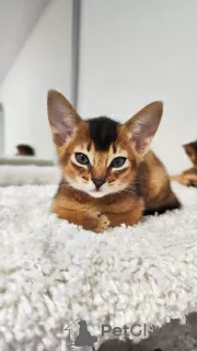 Additional photos: Elite Abyssinian kittens