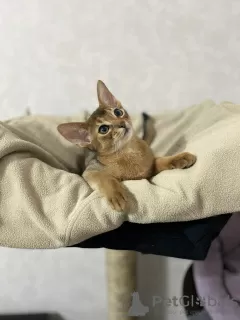 Photo №2 to announcement № 35866 for the sale of abyssinian cat - buy in Belarus private announcement, from nursery