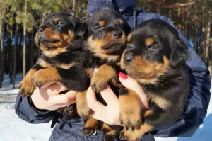 Photo №1. rottweiler - for sale in the city of Magadan | 500$ | Announcement № 410