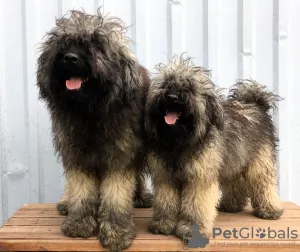 Photo №3. Hungarian PULI puppies (shepherd in dreadlocks). Russian Federation