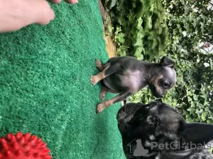 Photo №3. Russian toy puppies mini. Russian Federation