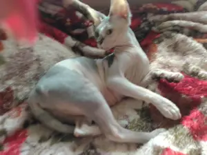 Photo №1. sphynx-katze - for sale in the city of Lipetsk | negotiated | Announcement № 4801