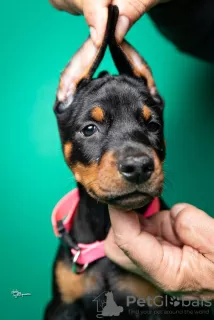 Additional photos: Doberman puppies