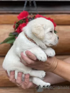 Photo №2 to announcement № 71180 for the sale of labrador retriever - buy in Russian Federation breeder