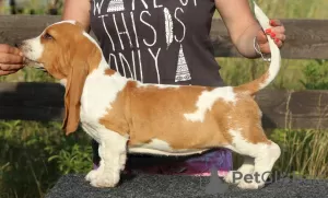 Photo №3. Basset hound puppies. Ukraine