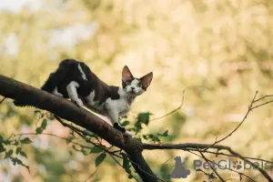 Photo №3. Devon rex. Russian Federation