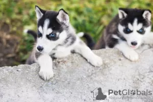 Photo №1. siberian husky - for sale in the city of Nuremberg | 475$ | Announcement № 125011