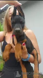 Additional photos: DOBERMAN puppies of the highest quality