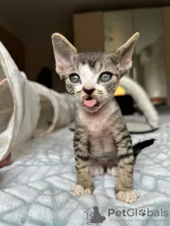 Photo №3. Vaccinated Devon Rex kittens ready now for sale with safe delivery services. Germany