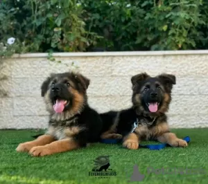 Photo №3. German shepherd for adoption. Germany