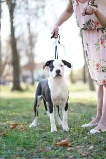 Photo №3. Available American Staffordshire Terrier puppies. Serbia