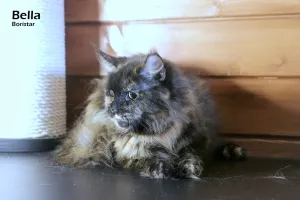 Additional photos: Maine Coon girl tortie marble color