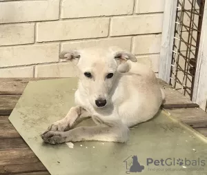 Additional photos: White puppy