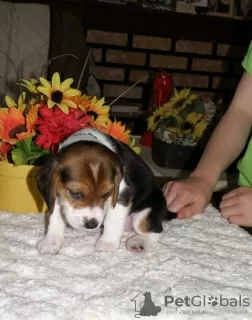 Photo №1. beagle - for sale in the city of Дрезден | 581$ | Announcement № 127115