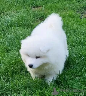 Photo №4. I will sell samoyed dog in the city of Wadowice. breeder - price - negotiated