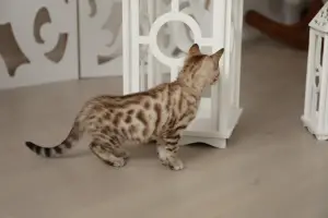 Additional photos: Bengal kitten