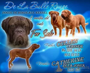 Photo №1. dogue de bordeaux - for sale in the city of Kecskemét | 2000$ | Announcement № 8073