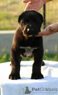 Additional photos: Central Asian Shepherd Dog puppies