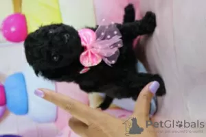 Photo №2 to announcement № 126876 for the sale of poodle (toy) - buy in Portugal 