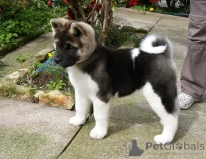 Photo №1. akita - for sale in the city of Москва | Is free | Announcement № 10109