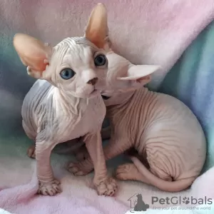 Photo №1. sphynx cat - for sale in the city of Waterloo | Is free | Announcement № 128857