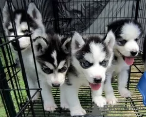 Photo №3. Akc Pure Breed Siberian Husky Puppies. Finland