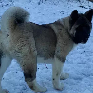 Additional photos: American Akita puppies, 2 boys and 1 girl