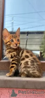 Photo №4. I will sell bengal cat in the city of Almaty. private announcement - price - 500$