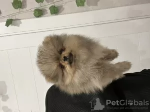 Additional photos: small german spitz