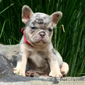 Photo №1. french bulldog - for sale in the city of Colorado Springs | 480$ | Announcement № 124733