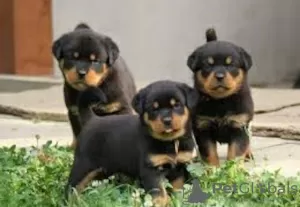 Photo №1. rottweiler - for sale in the city of Garmisch-Partenkirchen | Is free | Announcement № 130317