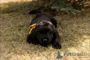 Additional photos: Puppies Khotosho (Buryat dog)