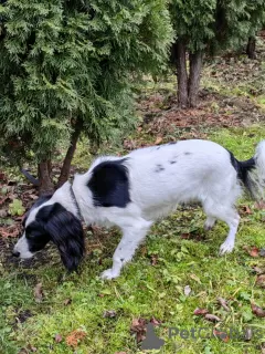 Photo №3. A young beautiful spaniel mix Knopa is looking for a home and family.. Russian Federation