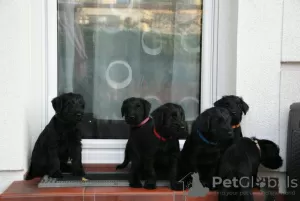 Photo №3. Medium Schnauzer black FCI pedigree puppies. Poland