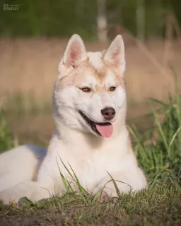 Additional photos: For sale a very beautiful bred girl of the SIBERIAN HUSKEY