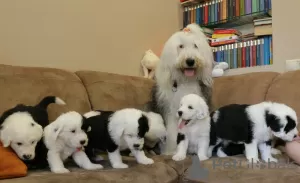 Additional photos: The Old English Sheepdog puppies