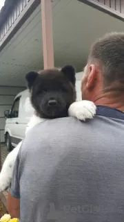 Photo №3. American Akita puppies. Russian Federation