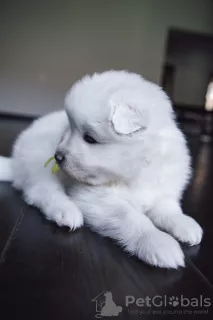 Photo №3. Samoyed puppies for sale from titled parents.. Russian Federation